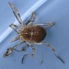 Odiellus sp.
